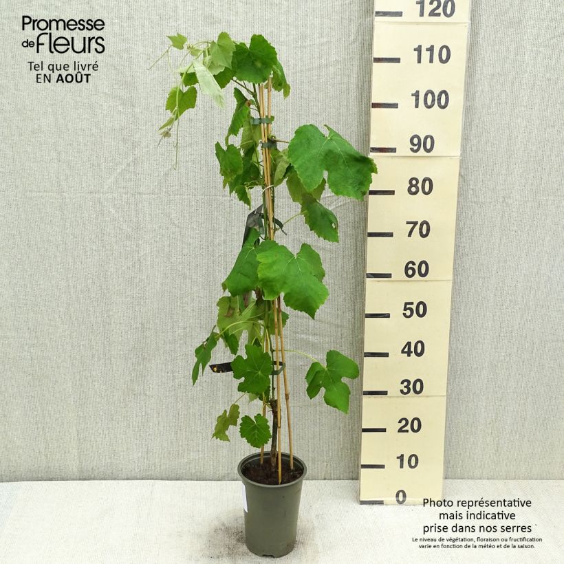 Spécimen de Vigne de table Vanessa - Vitis vinifera Pot de 2L/3L tel que livré en été