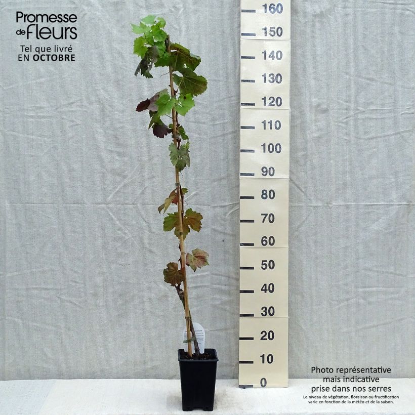 Example of Vigne sans pépin Apirena Nera Pot de 1,5L/2L as you get in automne