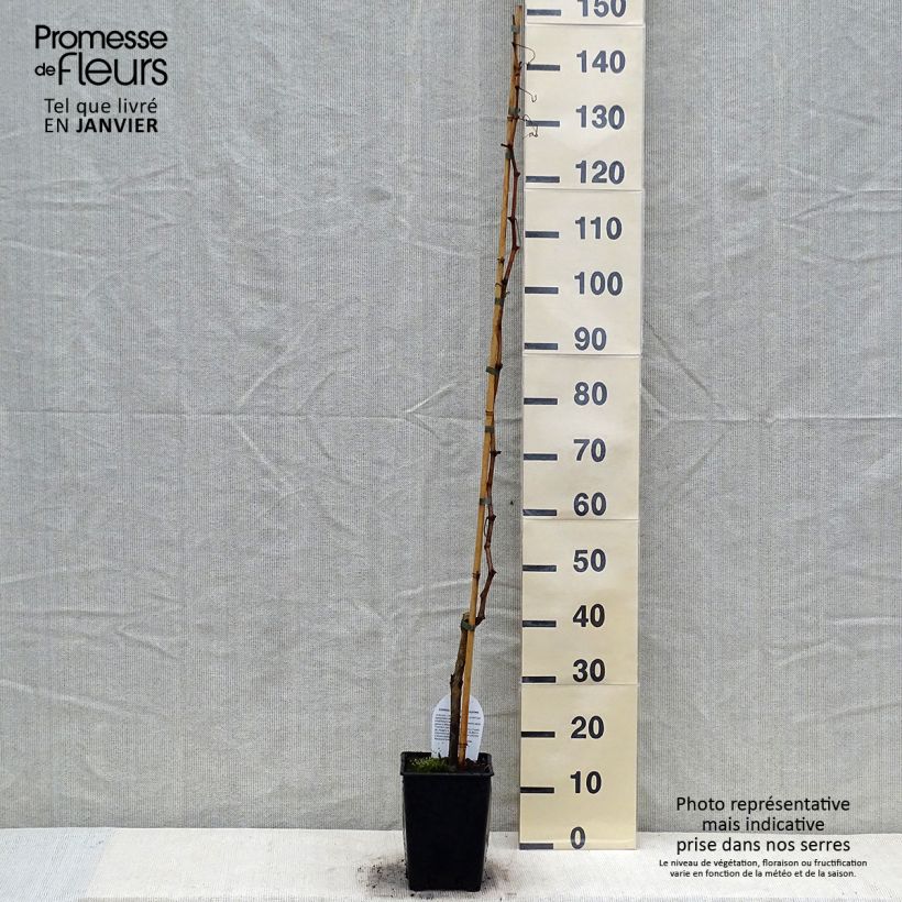 Example of Vigne sans pépin Sultanica bianca - Sultanine Pot de 1,5L/2L as you get in hiver