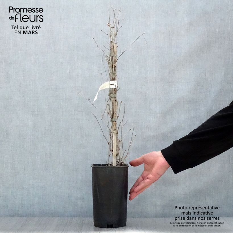 Spécimen de Vigne vierge - Ampelopsis brevipedunculata Elegans Pot de 3L/4L tel que livré au printemps