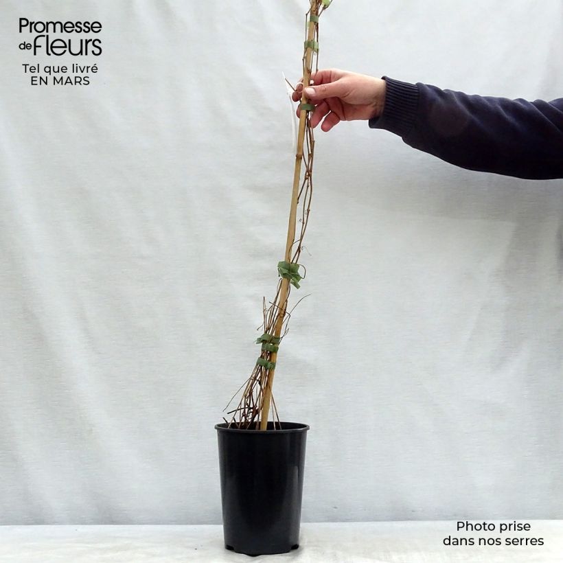 Example of Vigne vierge - Parthenocissus quinquefolia Engelmannii Pot de 2L/3L as you get in printemps