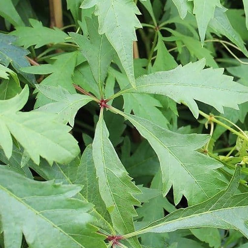 Vigne vierge - Parthenocissus quinquefolia Kirigami (Foliage)