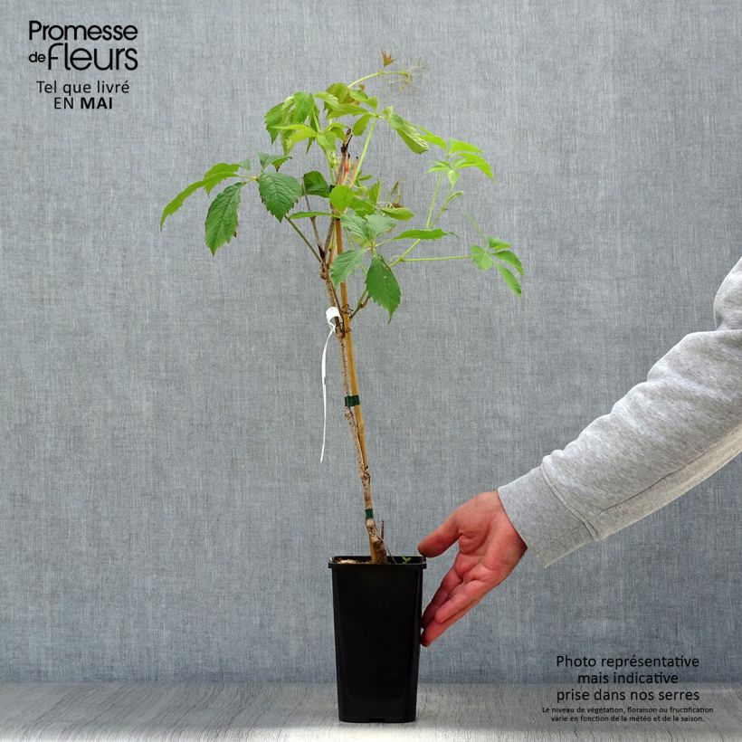 Example of Vigne vierge - Parthenocissus quinquefolia Murorum Pot de 1,5L/2L as you get in printemps