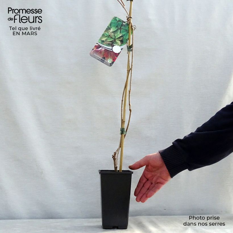 Example of Vigne vierge - Parthenocissus quinquefolia Pot de 2L/3L as you get in printemps