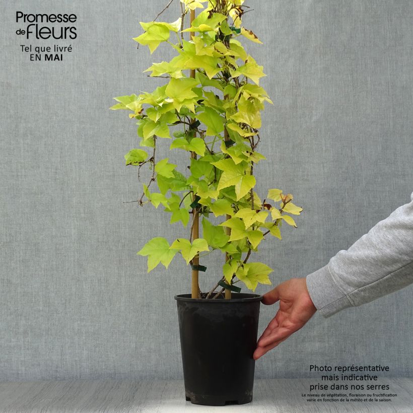 Example of Vigne vierge - Parthenocissus tricuspidata Fenway Park Pot de 4L/5L as you get in printemps