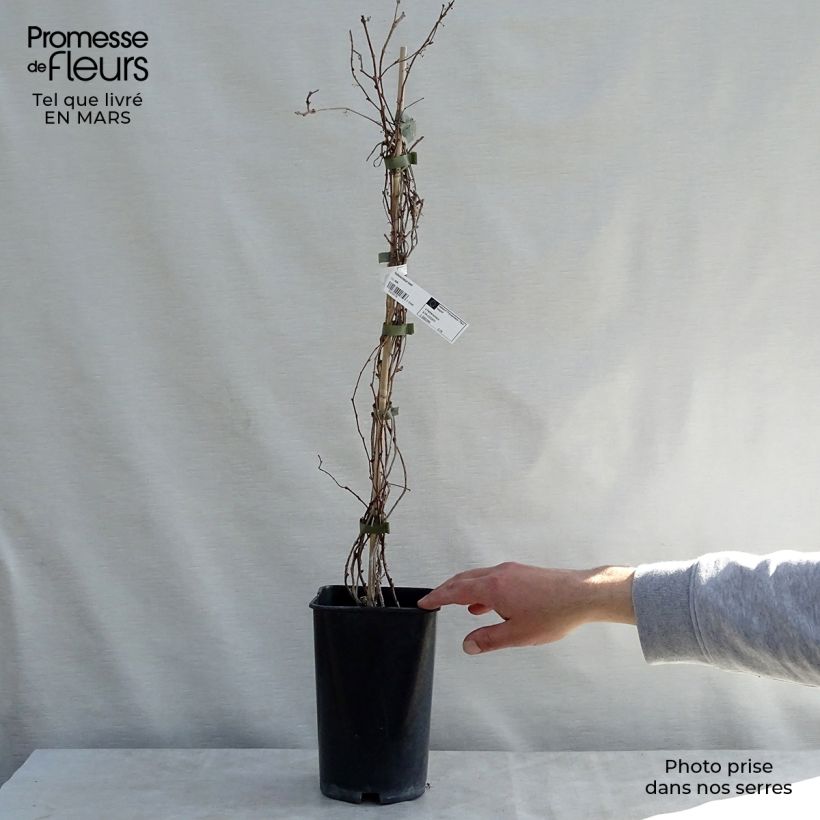 Example of Vigne vierge - Parthenocissus tricuspidata Lowii Pot de 2L/3L as you get in printemps