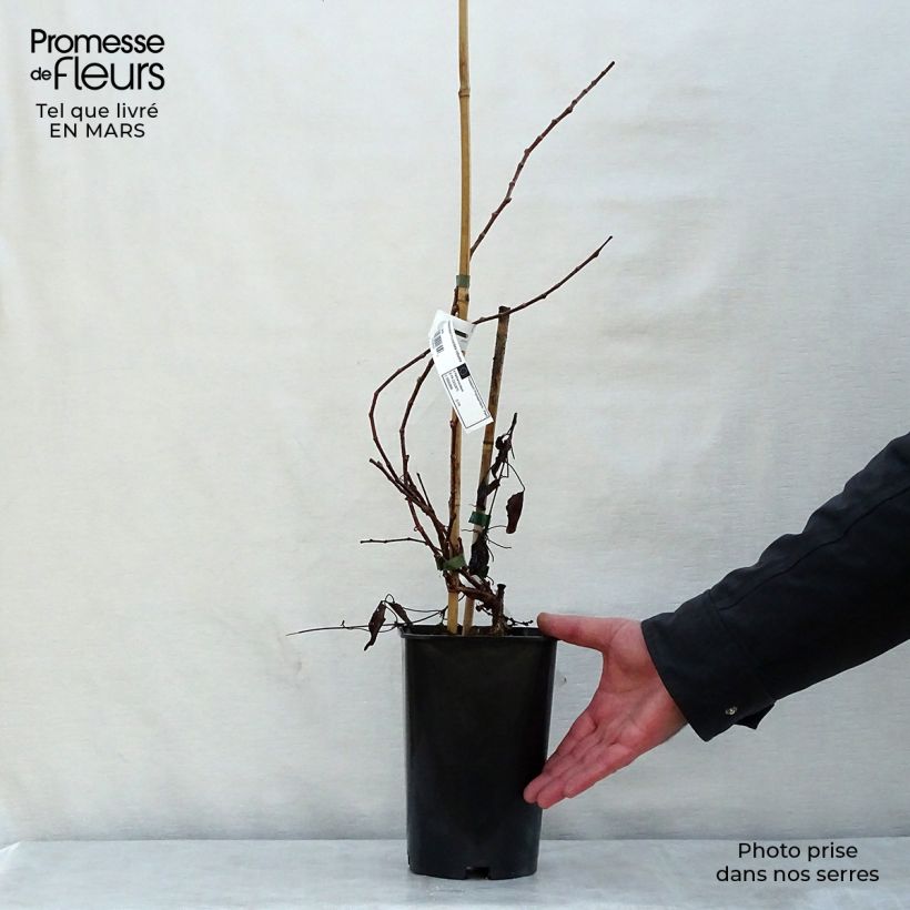 Example of Vigne vierge - Parthenocissus tricuspidata Veitchii Robusta Pot de 1,5L/2L as you get in printemps