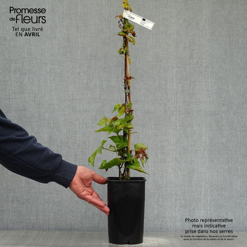 Example of Vigne vierge - Parthenocissus tricuspidata Veitchii Robusta Pot de 2L/3L as you get in printemps