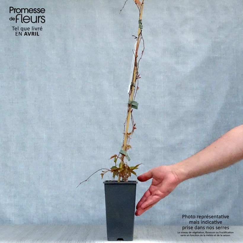 Example of Vigne vierge - Parthenocissus tricuspidata Veitchii Pot de 2L/3L as you get in printemps