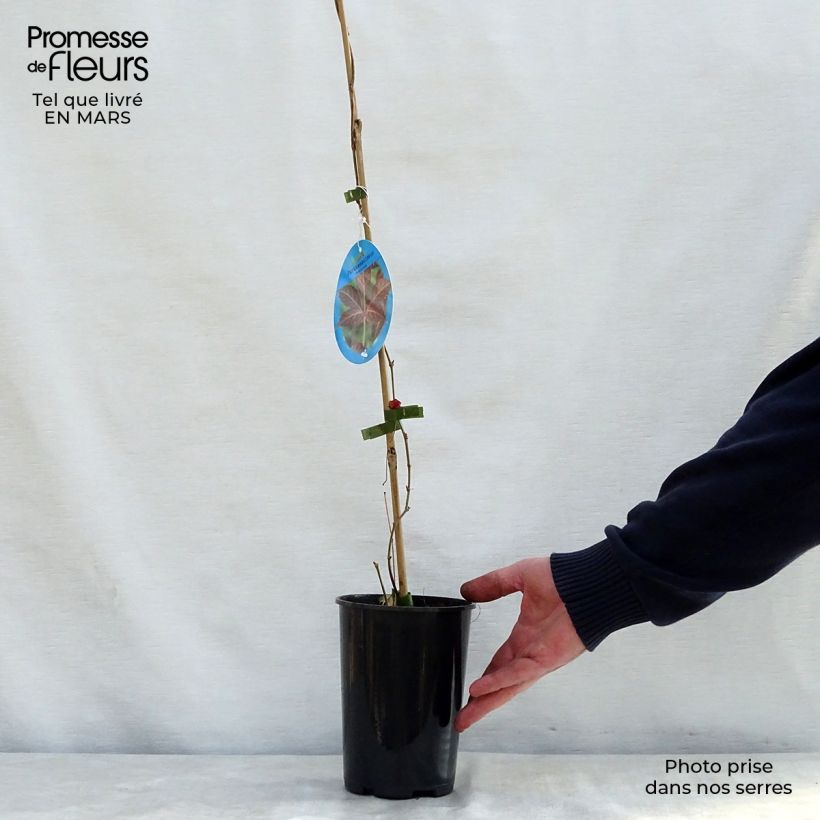 Example of Vigne vierge de Henry - Parthenocissus henryana Pot de 2L/3L as you get in printemps