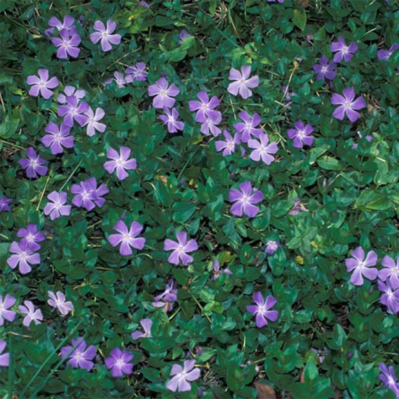 Vinca major - Grande Pervenche (Plant habit)