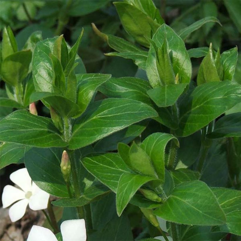 Vinca major Alba - Grande Pervenche blanche (Foliage)