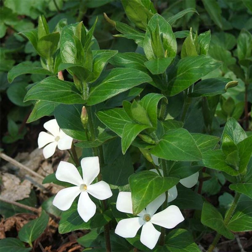 Vinca major Alba - Grande Pervenche blanche (Flowering)