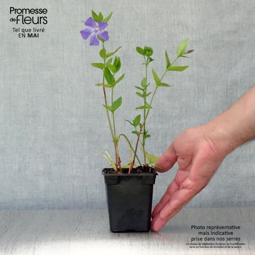 Example of Vinca major - Grande Pervenche Godet de 7/8 cm as you get in printemps