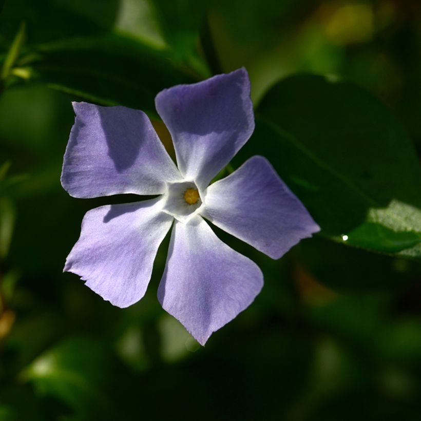 Vinca major - Grande Pervenche (Flowering)