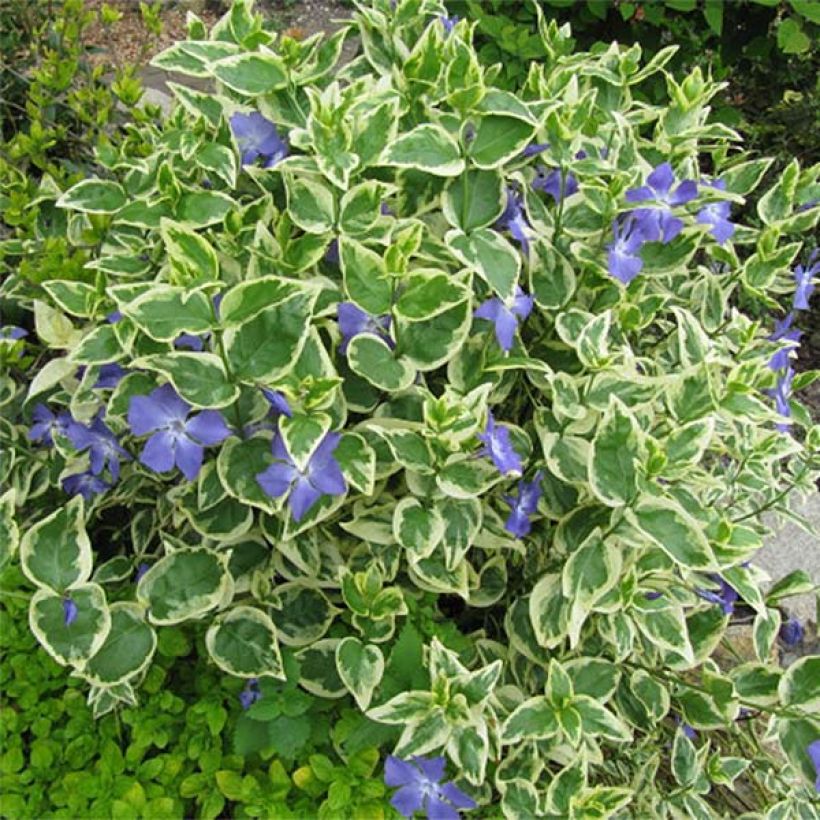 Vinca major Variegata - Grande Pervenche panachée (Plant habit)