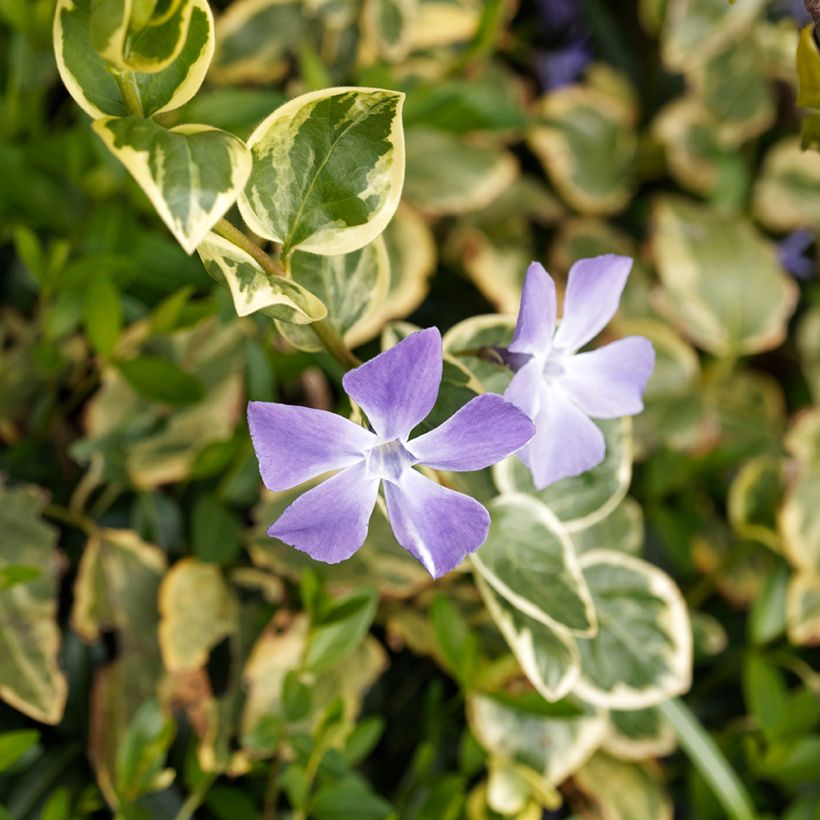 Vinca major Variegata - Grande Pervenche panachée (Flowering)