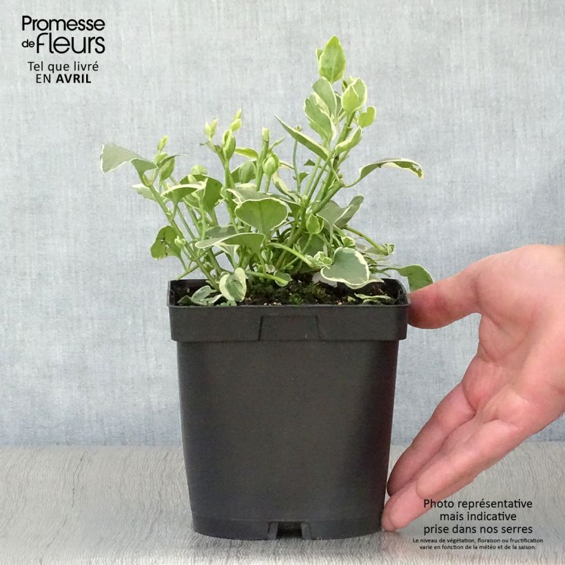 Example of Vinca major Variegata - Grande Pervenche panachée Pot de 2L/3L as you get in printemps