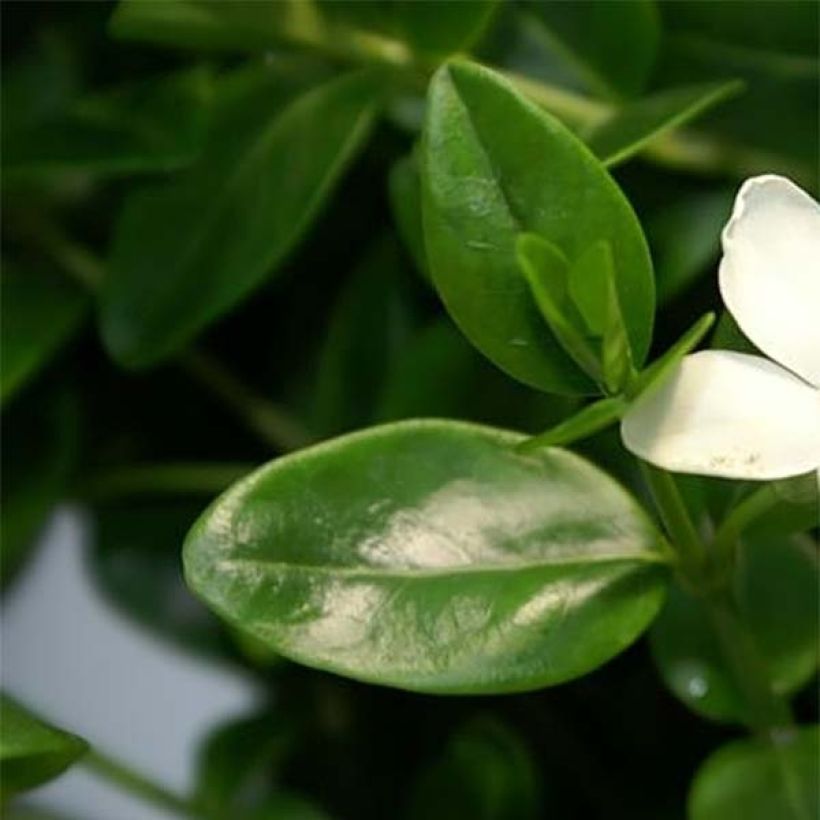 Vinca minor Alba - Petite pervenche (Foliage)