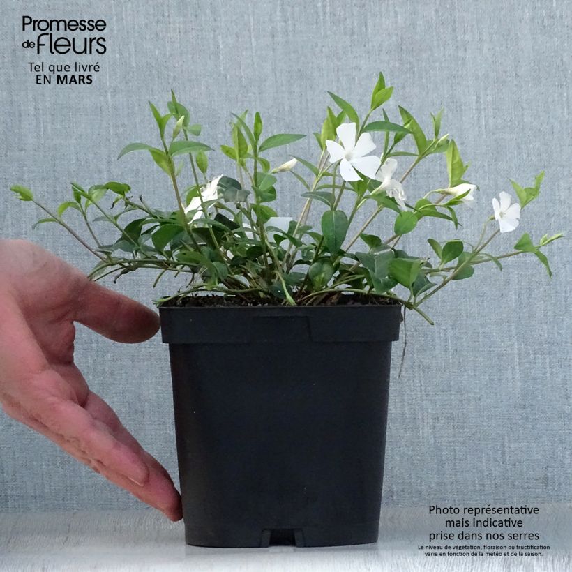 Example of Vinca minor Alba - Petite pervenche Pot de 2L/3L as you get in printemps