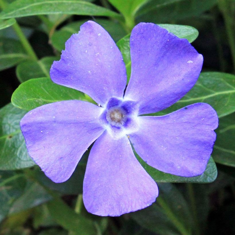 Vinca minor Anna - Petite pervenche Anna (Flowering)