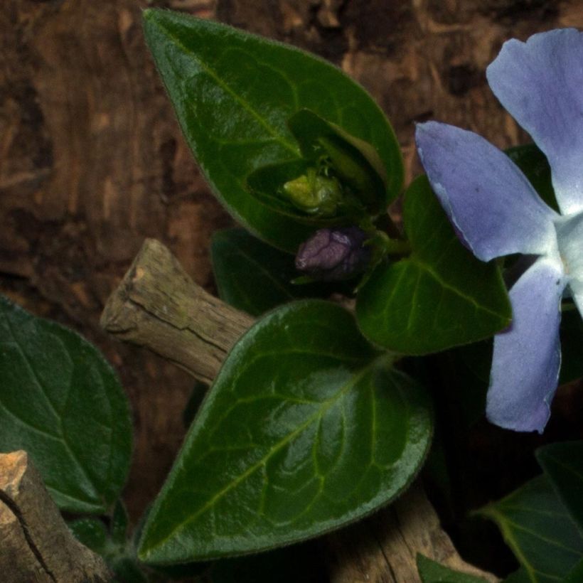 Vinca minor Anna - Petite pervenche Anna (Foliage)