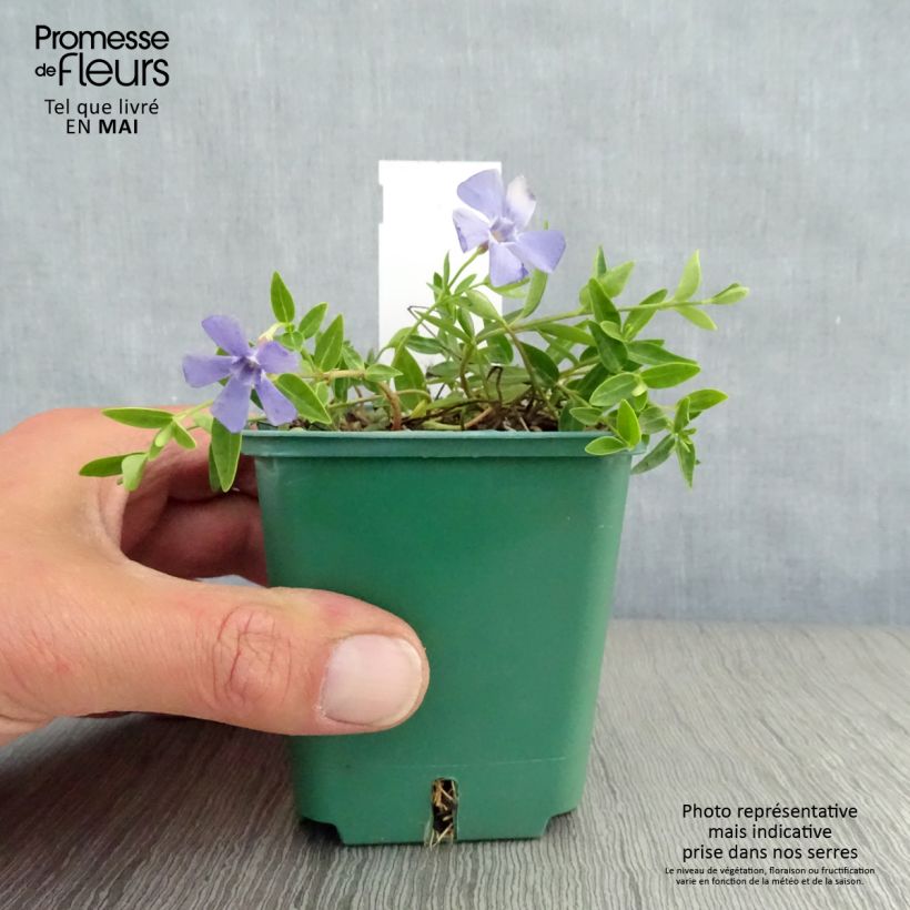 Example of Vinca minor Anna - Petite pervenche Anna Godet de 8/9 cm as you get in printemps