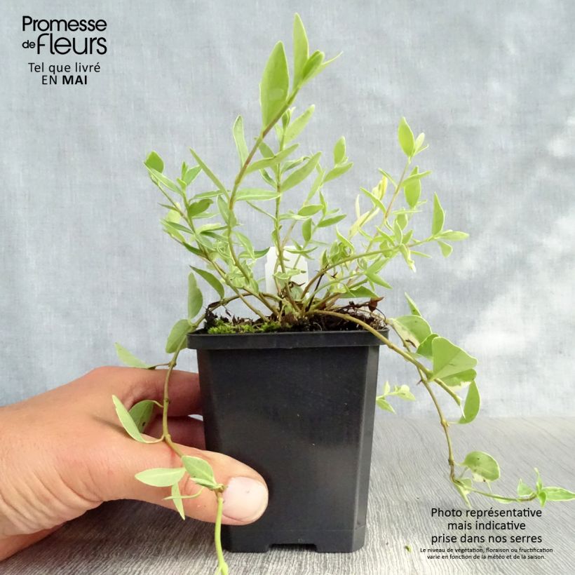 Example of Vinca minor Argenteovariegata - Pervenche panachée à petites fleurs Godet de 8/9 cm as you get in printemps