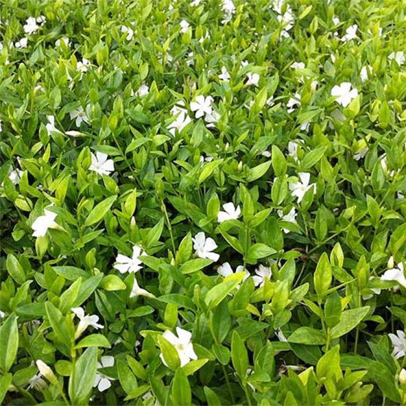 Vinca minor Elisa - Pervenche à petites fleurs (Foliage)