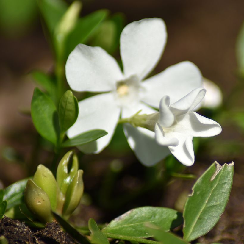 Vinca minor Elisa - Pervenche à petites fleurs (Flowering)