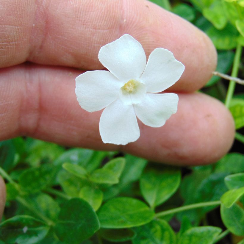 Vinca minor Gertrude Jekyll - Pervenche à petite fleurs  (Flowering)