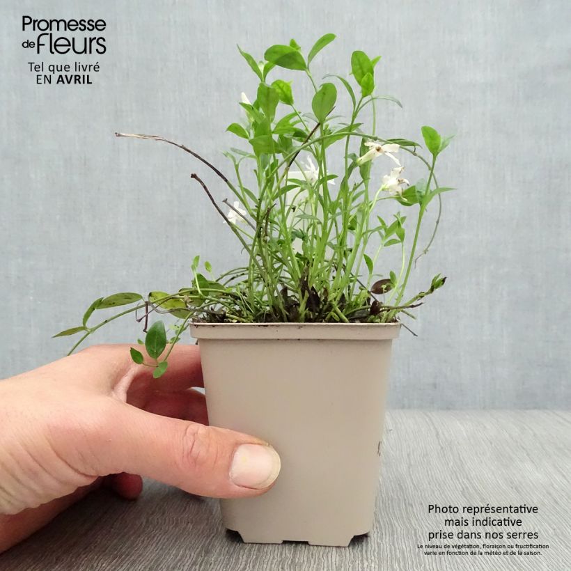 Example of Vinca minor Gertrude Jekyll - Pervenche à petite fleurs  Godet de 8/9 cm as you get in printemps