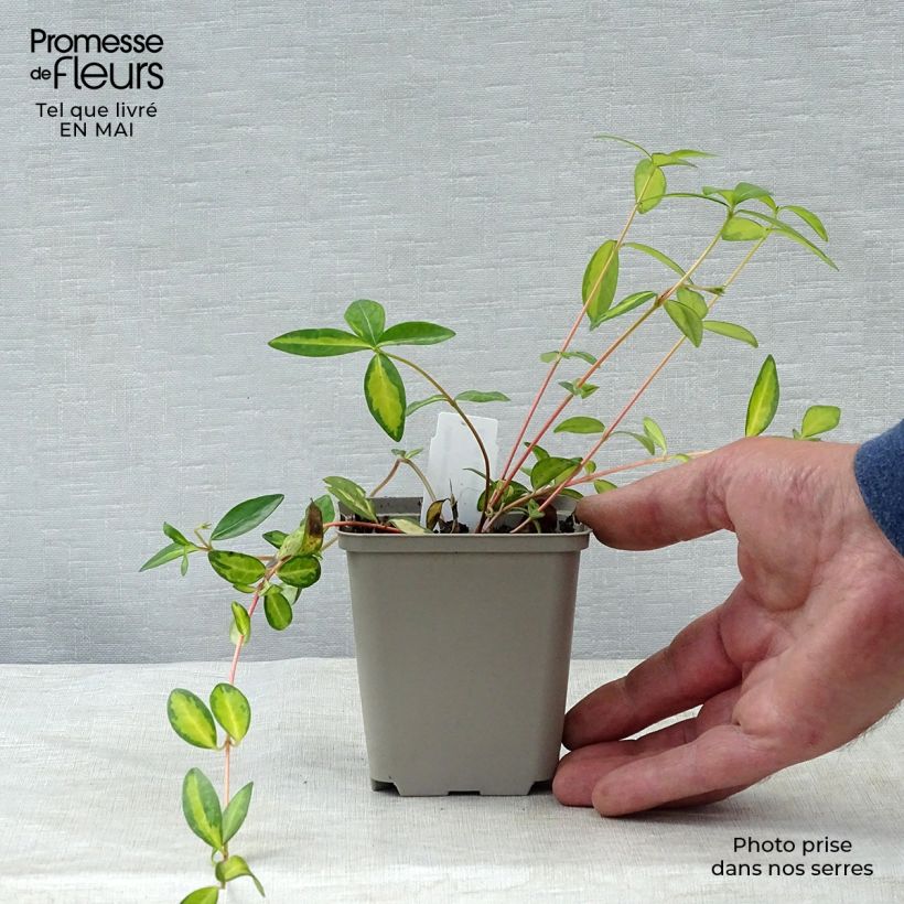 Example of Vinca minor Illumination - Pervenche panachée à petites fleurs  Godet de 8/9 cm as you get in printemps