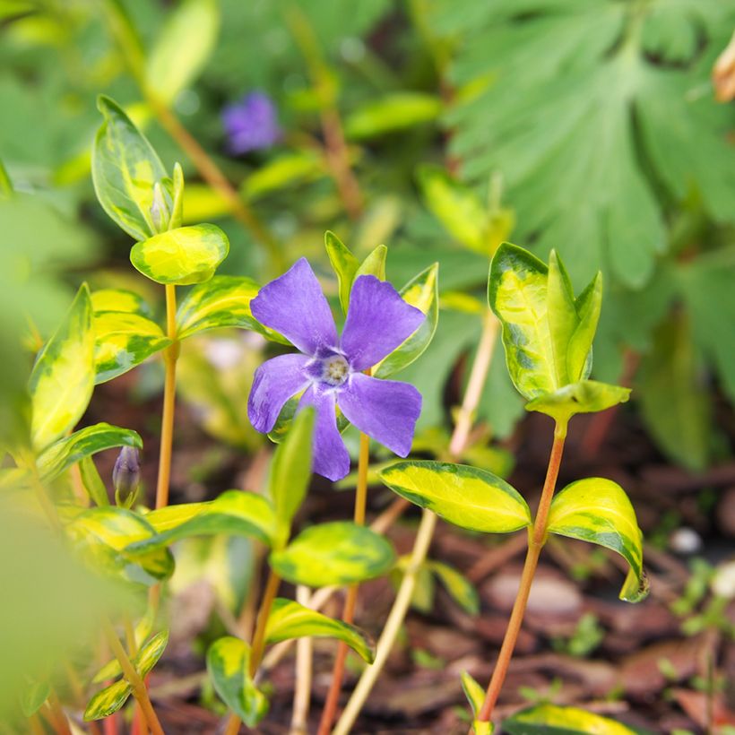 Vinca minor Illumination - Pervenche panachée à petites fleurs  (Flowering)
