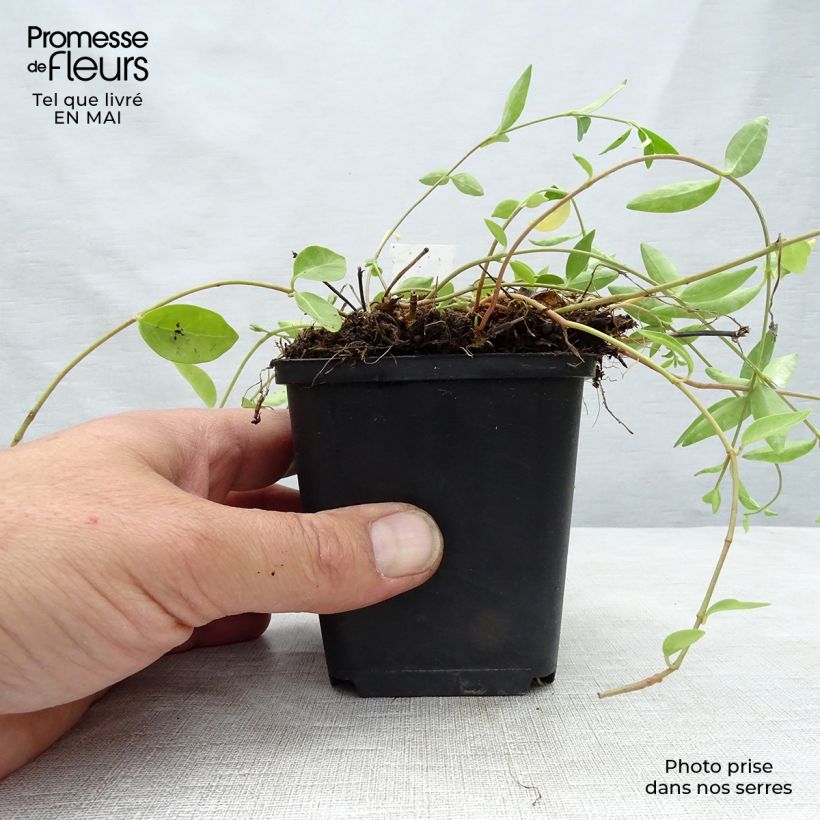 Example of Vinca minor Josefine - Petite pervenche Godet de 8/9 cm as you get in printemps
