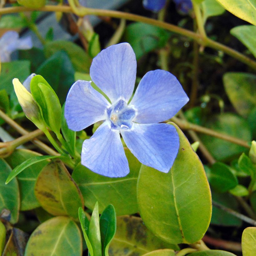 Vinca minor Marie - Pervenche à petite fleurs  (Flowering)