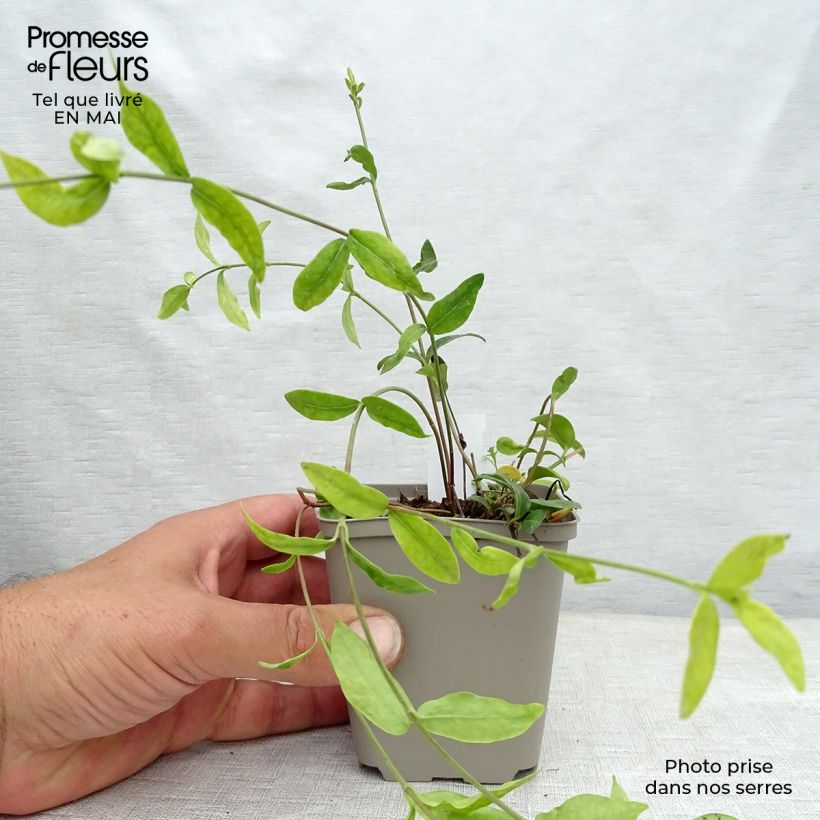 Example of Vinca minor Multiplex - Petite pervenche semi-double Godet de 8/9 cm as you get in printemps