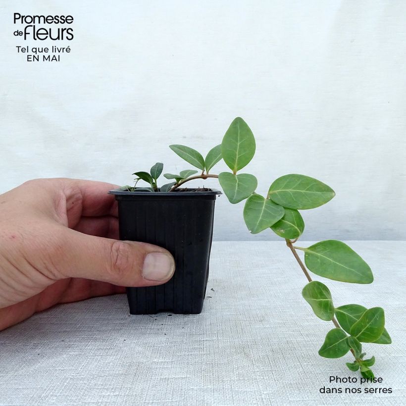 Example of Vinca minor- Petite pervenche Godet de 7/8 cm as you get in printemps