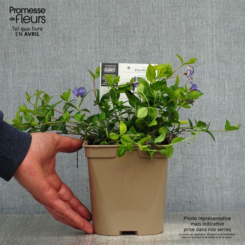 Example of Vinca minor- Petite pervenche Pot de 2L/3L as you get in printemps