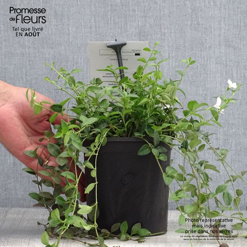 Spécimen de Vinca minor Sebastian s Beste - Trio de petites pervenches Pot de 2L/3L tel que livré en été
