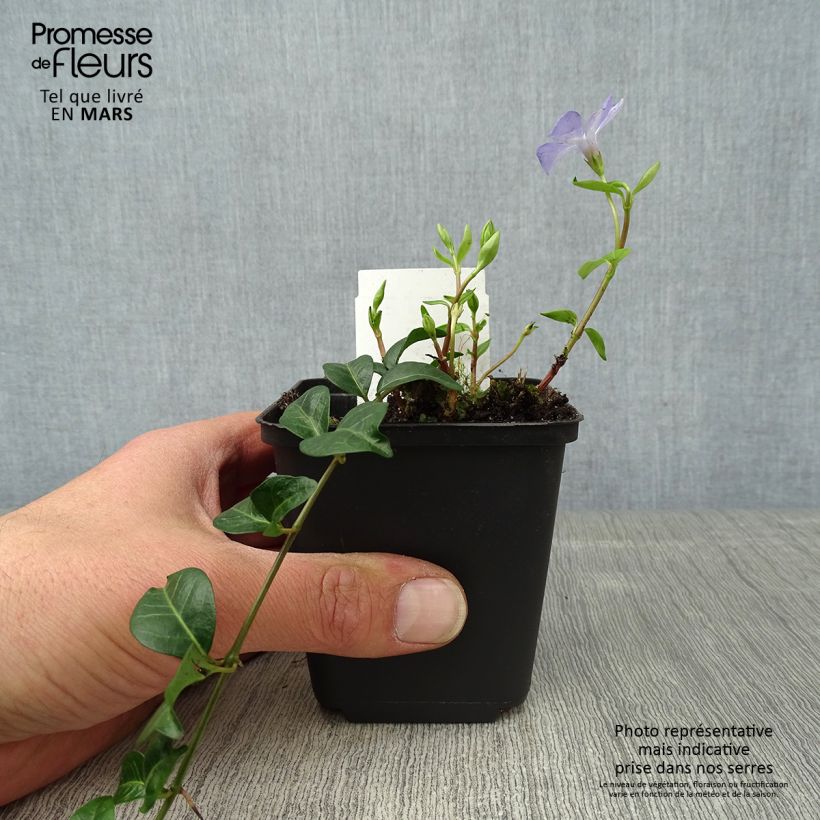 Example of Vinca minor Valentin - Petite Pervenche Godet de 8/9 cm as you get in printemps