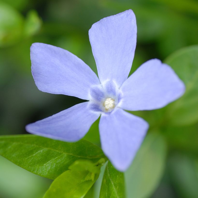 Vinca minor Valentin - Petite Pervenche (Flowering)