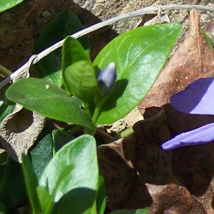 Vinca minor- Petite pervenche (Foliage)