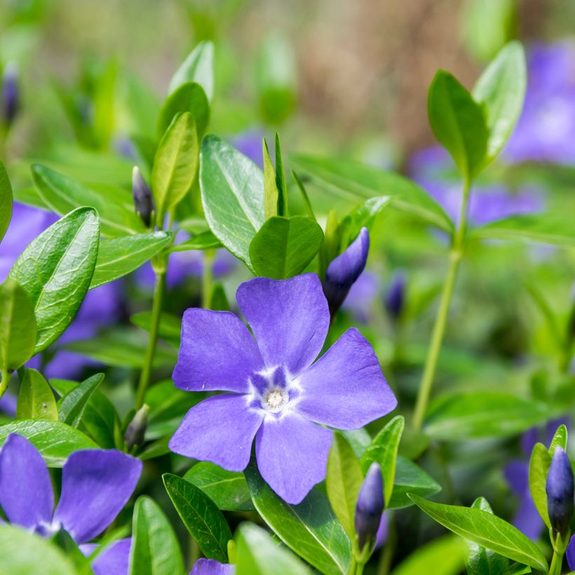 Vinca minor- Petite pervenche (Flowering)