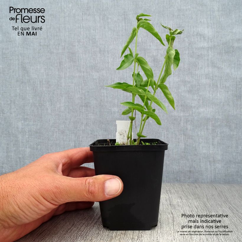 Example of Vincetoxicum hirundinaria (Cyanchum) - Dompte-venin officinal Godet de 8/9 cm as you get in printemps