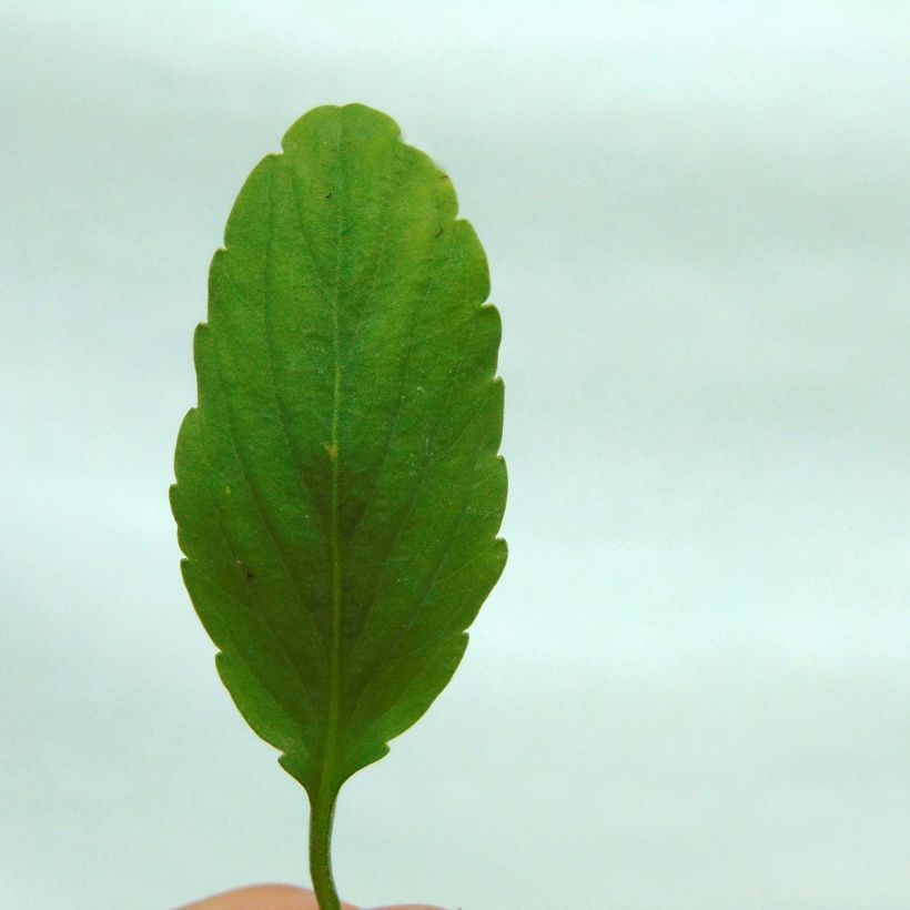 Viola Blue Moon (Foliage)