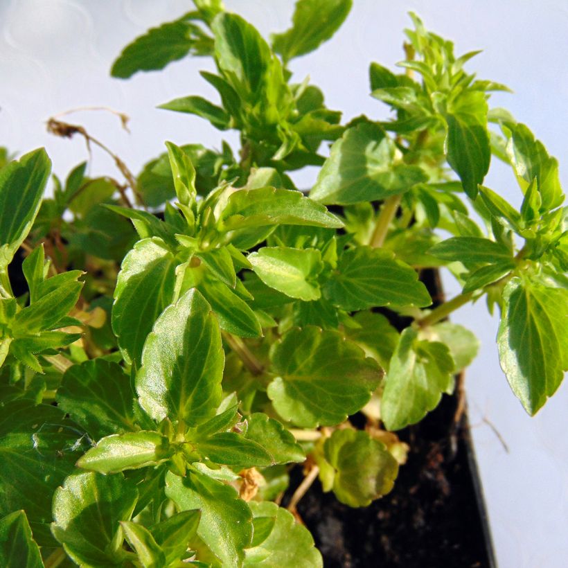 Viola Cornuta Icy but spicy (Foliage)