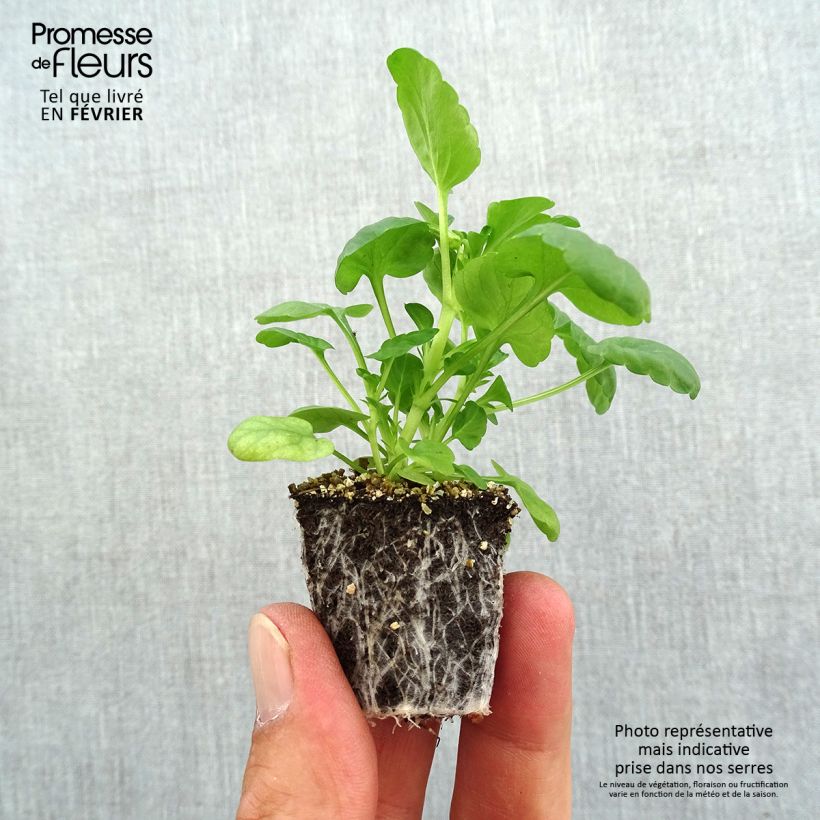 Spécimen de Viola cornuta Butterfly Orange and Purple Mini-motte Jardimotte : motte 3,8 cm x 3,2 cm en plaque de culture par 16, Plant vert de 5 cm de haut environ tel que livré en automne