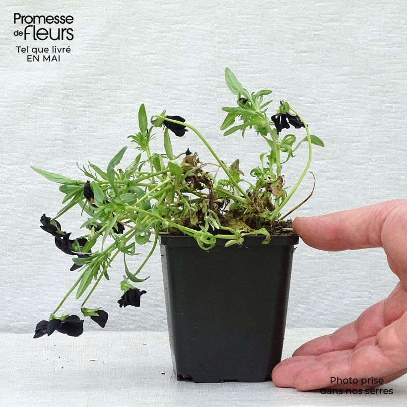 Example of Viola cornuta Molly Sanderson - Pensée Godet de 8/9 cm as you get in printemps