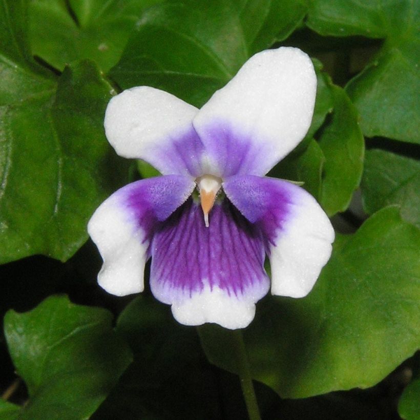 Violette à feuille de lierre - Viola hederacea (Flowering)